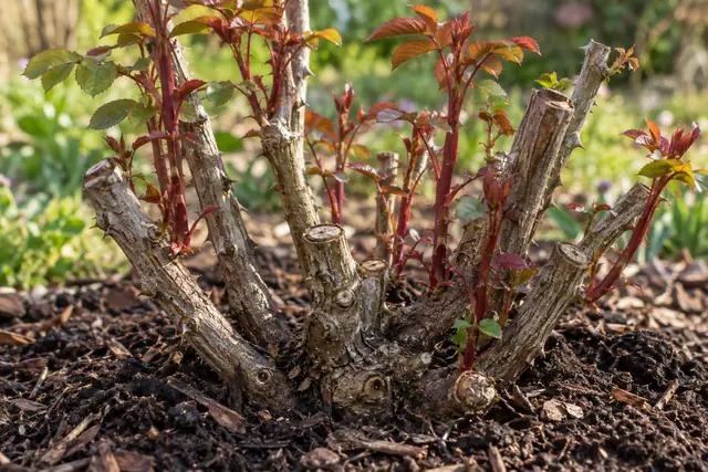 Rosal debilitado con pocos brotes sobre tierra acolchada