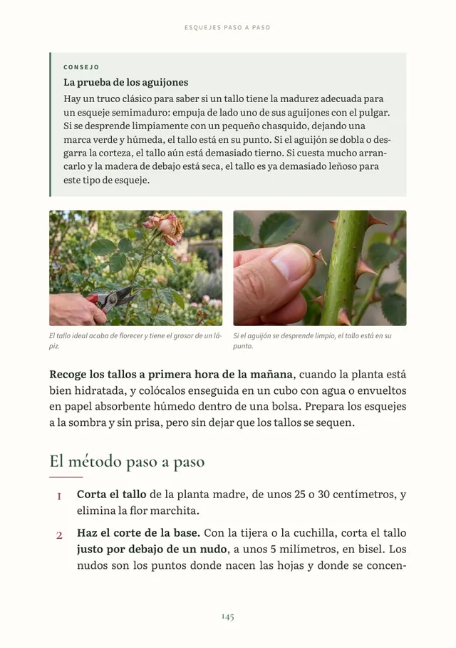 Página del método de esquejes paso a paso, con fotos