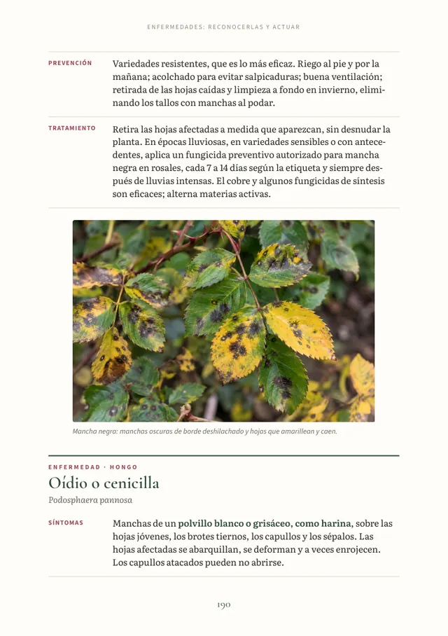 Ficha de enfermedades del rosal con foto