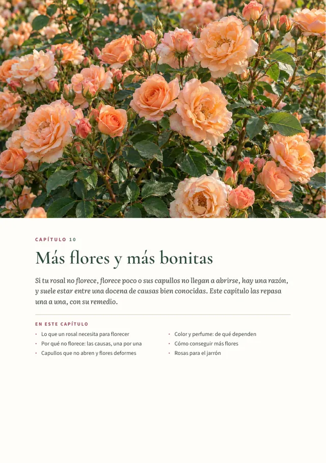 Página de apertura del capítulo 10, Más flores y más bonitas, con una mata de rosas en plena floración
